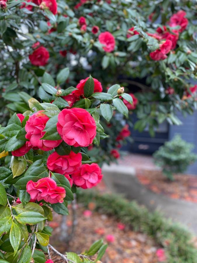 Carriage House 2 Bdrm At Camellia Cottages In Historic Summerville, Sc Exterior foto